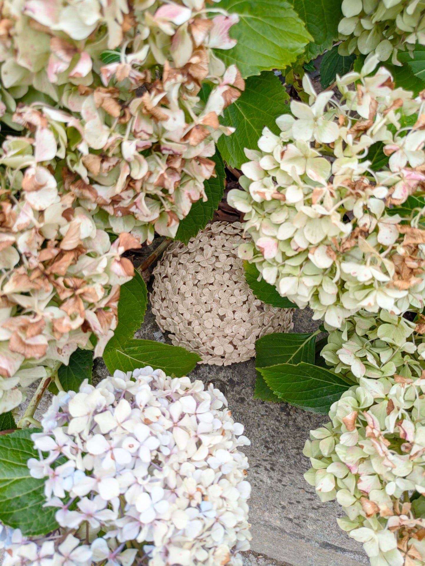 HORTÊNSIA 5