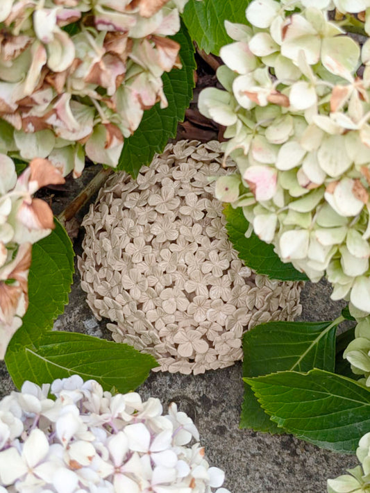 HYDRANGEA 5
